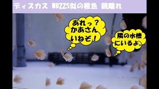 ディスカス WB22S似の稚魚 親離れ