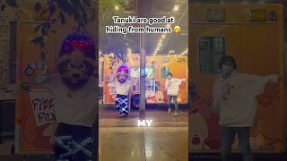 Melbourne Shuffle 2025 (Tanuki fursuit dance)