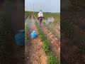 3 wholes spraying gun in mirchi cultivation