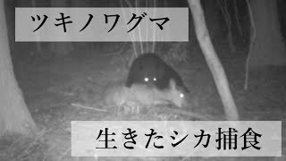 「ツキノワグマが生きたままのシカを食べる瞬間」動画を撮影　世界初の知見、東京農工大など