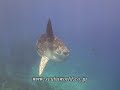 バリ ダイビングツアー ocean sunfish　 マンボウ）