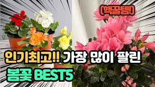 “품절주의!” 최고의 제품 인기 봄꽃 추천 TOP5