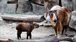 ナズナちゃん、生後５３日目　Golden takin(ゴールデンターキン)　多摩動物公園