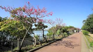 沖縄県　漫湖公園と寒緋桜