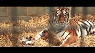 Amur Tiger Cubs Woburn Safari Park Part 1