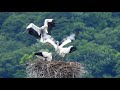 鳴門コウノトリ 2018 05 29 撮影 幼鳥 成長記録 徳島県鳴門市