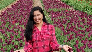 A visit to Tulip farm - Canada; ഒരു കനേഡിയൻ ട്യൂലിപ് ഫാം കാണാം.