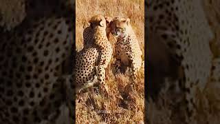Cheetah | Cheetahs | Cheetah Videos for kids #oddlysatisfyingvideo #shorts #leopard #cheetah