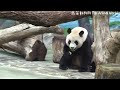 圓圓打點心，瞄準再揮掌，圓圓說：窩窩頭真好吃 熊貓貓熊the giant panda yuan yuan and yuan bao 台北市立動物園