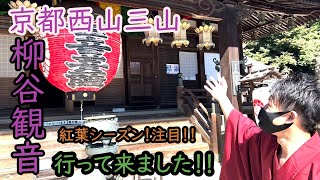 京都西山三山！ふみやが柳谷観音に取材をしました！紅葉シーズン注目！