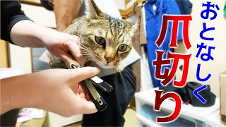 猫がおとなしく爪切りさせてくれる方法を試してみた