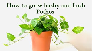 Pruning Pothos | how to grow pothos like bushy and lush 🪴