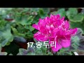 유럽제라늄 ~ 국내변종제라늄 ~ 스텔라제라늄 ~ 리갈제라늄 ~~ 분갈이 부담없 정식한 제라늄들~~ 010 6836 6044 문자주세요 ~~