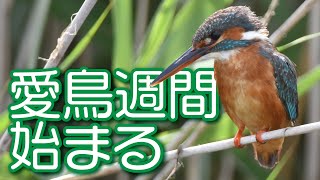 愛鳥週間始まる　16日まで