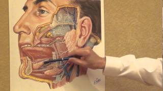 Netter's Atlas: Salivary Glands Plate, Discussed by John T. Hansen