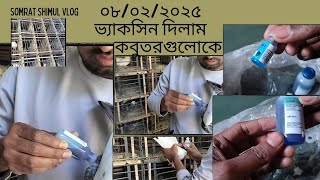 ভ্যাকসিন দিলাম কবুতরকে || রানিক্ষেত ভ্যাকসিন || কবুতরকে টিকা দেয়া || কবুতর || Somrat Shimul #kabutor