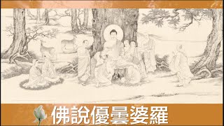 佛說優曇婆羅  Buddha said Utambula  三千年开一回 Once every three thousand years