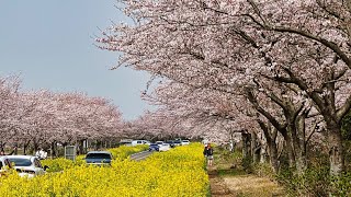 賞櫻花【鹿山路油菜花路녹산로 유채꽃길】 - 韓國濟州 Noksan-ro Canola Flower Road - Jeju, South Korea