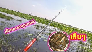 ខាំនុះខាំទំនប់អន្លង់ជ្រៃ | amazing Snakehead fishing