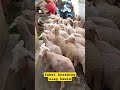 bismillahirrahmanirrahim paket breeding domba texel ternaktanpangarit peternakmilenial