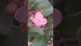 Neighborhood plants - Indian Hawthorn