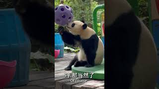 Pretty girl panda Guoqing 国庆啊，靠着哈哈镜是会翻车的 #熊猫 #大熊猫 #cute #panda #animals #funny #adorablepanda #熊貓