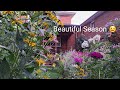 Brighten Up A Small Garden with Summer Flowers | Flower Garden Tour ☀️