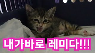 SUB / 한동안 떨어져 지냈던 아기고양이 3남매 레오, 카레, 레미 친해지기 프로젝트! / The project to get closer to three baby cats!