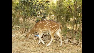 bethuadahari wildlife sanctuary