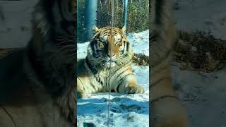 Zㅣ린 다. 압도당할 크기의 시베리아 호랑이 #shorts The huge male siberian tiger