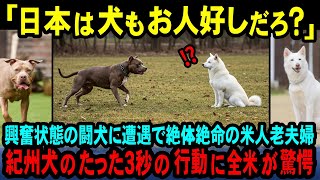 【海外の反応】「日本犬が米国の闘犬に対抗できるわけがない」興奮状態のピットブルに遭遇した散歩中の老夫婦を守ろうとした日本の天然記念物紀州犬の行動に全米が驚愕