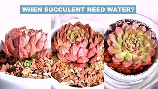 When Succulent Need Water? 多肉植物 | 다육이들 | Suculentas