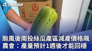 颱風後南投絲瓜產區減產價格飆 農會：產量預計1週後才能回穩｜20240809 公視晚間新聞