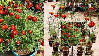 How to grow marigold in disposable plastic glasses