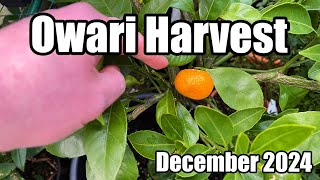 Owari Satsuma Harvest \u0026 Taste Test - December 2024