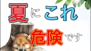 【夏バテ】犬が熱中症で倒れる前に知っておきたいこと10選