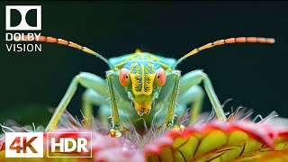 Vibrant HDR 4K 120FPS Dolby Vision (4k video)