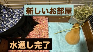 【77もるもっと】もるの部屋衣替え！？