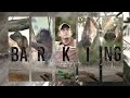 [Orangutan Barking di Pascatambang]|| With Dr. YaR