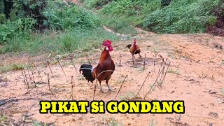 MIKAT AYAM HUTAN DI TENGAH JALAN