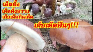 Ep100เห็ดผึ้ง เห็ดผึ้งหวาน เก็บเห็ดกินเห็ด เก็บเห็ดสุดฟิน สุดหมานสะออนๆ