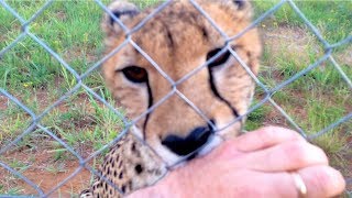 LOUDEST Cheetah Purr | African Big Cat Shows Affection Suckles Like Baby Cub \u0026 Purrs | ASMR 6 Min