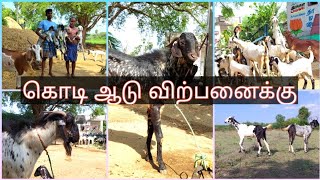 #kodiadu#goat#cows கறவை மாட்டை விட அதிக லாபம் ஈட்டும் கொடி ஆடு வளர்ப்பு மேய்ச்சல் முறையில் வளர்ப்பு