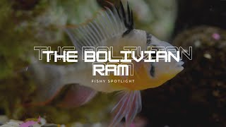 Fishy Spotlight: The Bolivian Ram