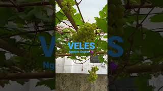 VELES || NGALAM GRAPES 🍇