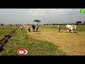 jabardast racing bulls of basarikatti running in bailgadi sharyat