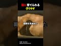 猫に育てられる子ウサギ