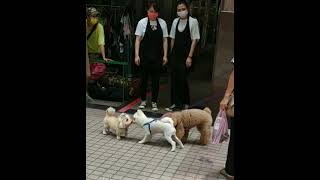 衣服攤販上👕的瑪爾濟斯混臘腸狗胖妞🐩與兩隻狗（白柴🐶與貴賓狗🐩）