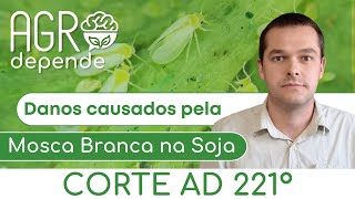 Danos causados pela Mosca Branca na Soja