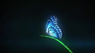 magical butterfly logo intro